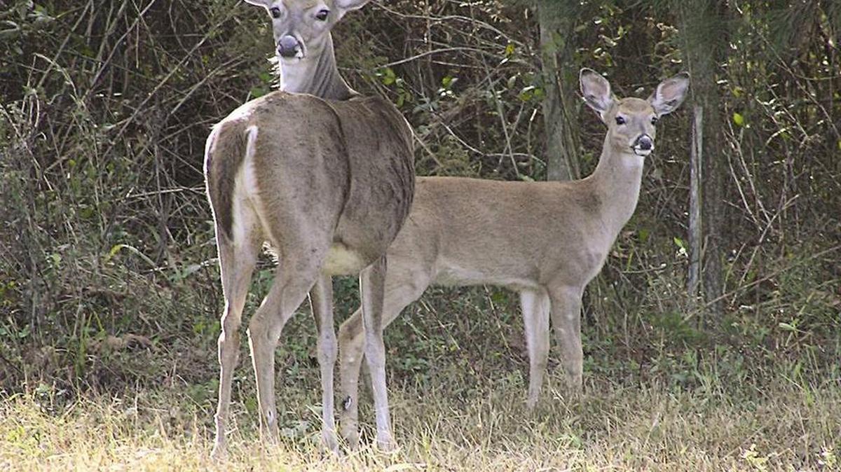 Deer Archery season for the Southeast Zone in Mississippi starts Oct. 15.