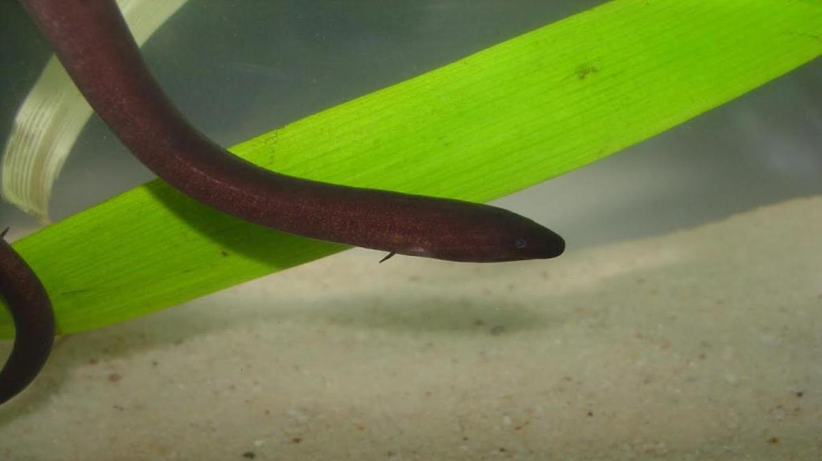 One toed Amphiuma