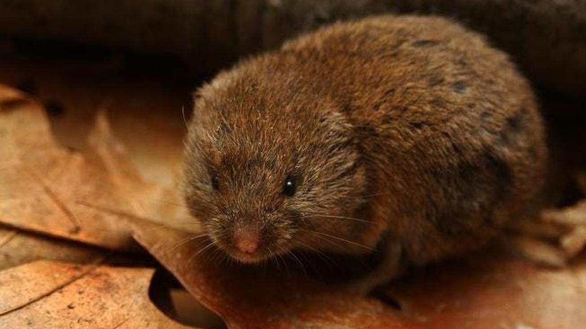 A woodland vole.