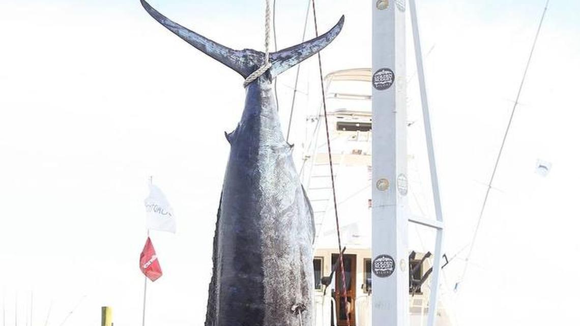 Clint Herring stands beside the 633-pound blue marlin that he and the crew of the Cotton Patch brought in on June 10, 2016, at the Mississippi Gulf Coast Billfish Classic fishing tournament.