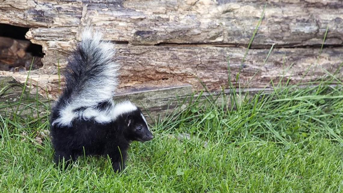 Here's the stink about skunks. And yes, some people keep them as pets.