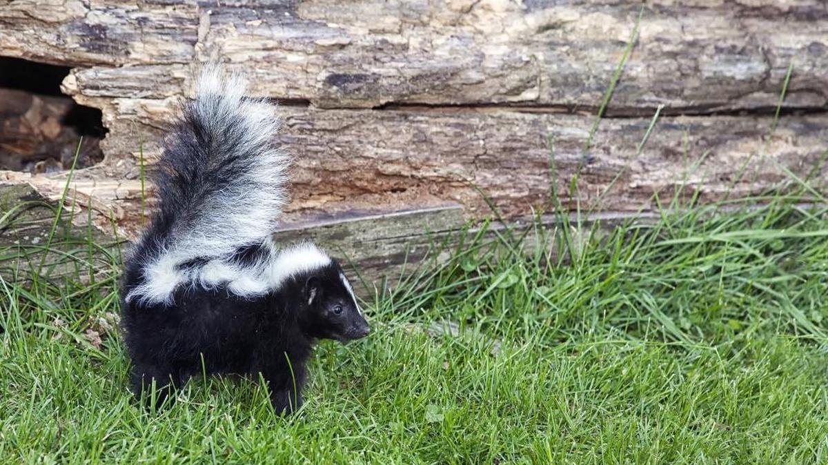 Veterinarians recommend using a mixture of hydrogen peroxide, baking soda and dish soap for pets who have been sprayed by a skunk.