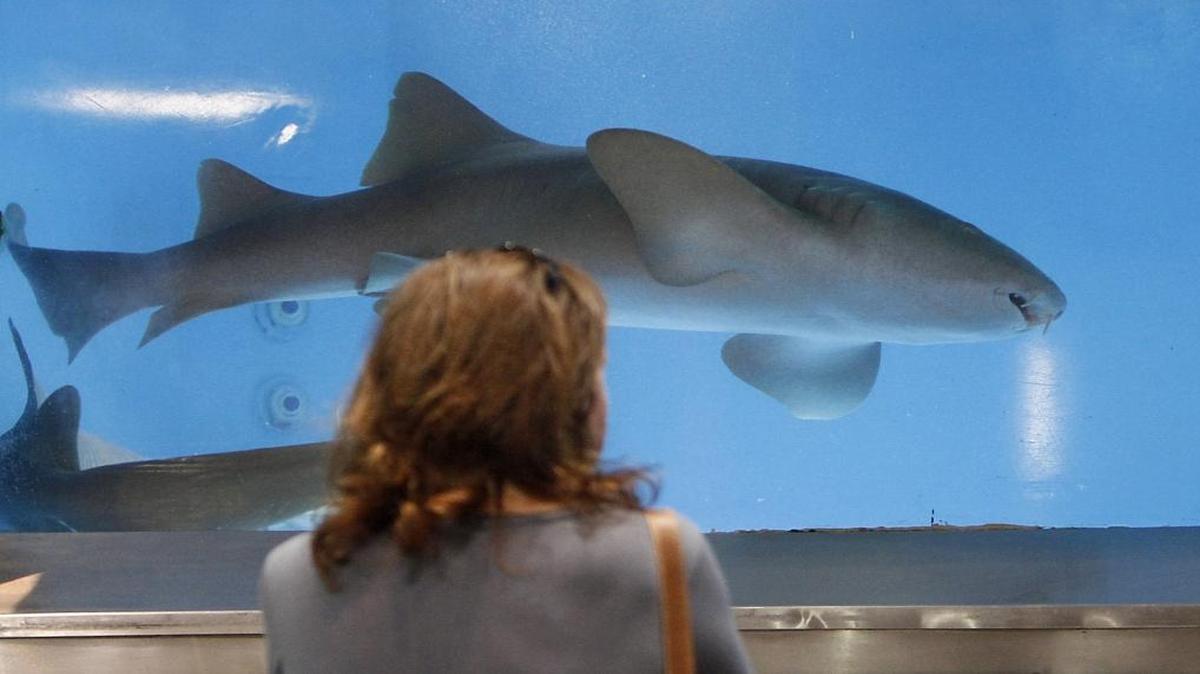 Suzie Pooley checks out a nurse shark while attending the annual Gulf Coast Boat Show at the Coast Coliseum Friday, Feb. 10, 2017.
