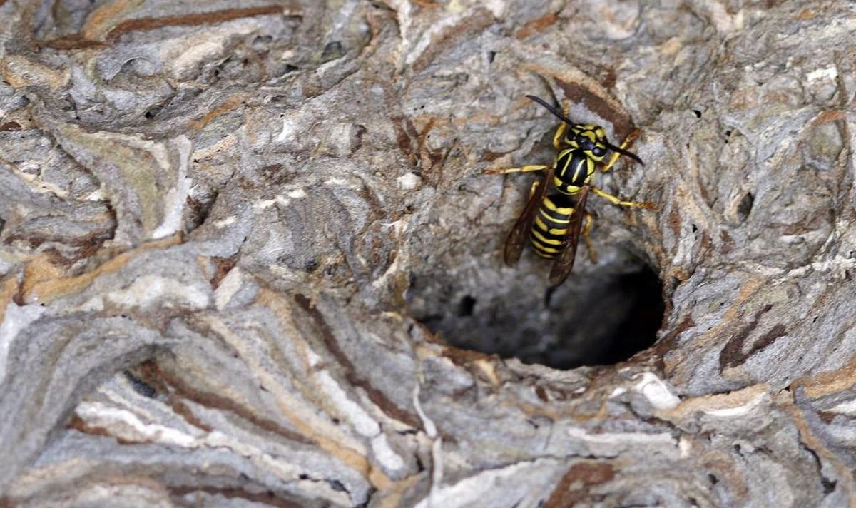 Wasps or yellow jackets have turned a box in Leo Harris’ garage into their own multi layer nest in Long Beach.