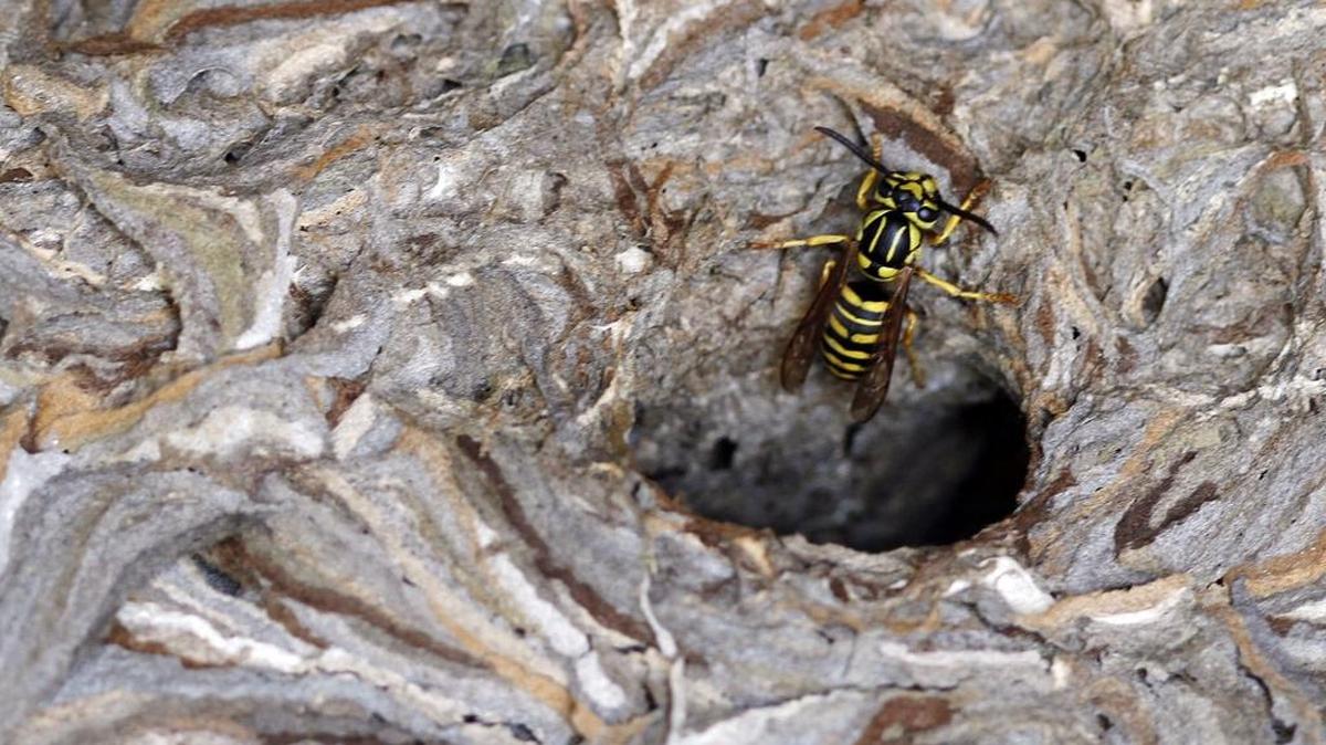 Wasps or yellow jackets have turned a box in Leo Harris' garage into their own multi layer nest in Long Beach.