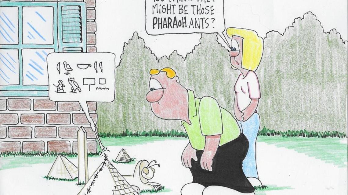 Cockroaches, fleas, bedbugs: There are plenty of pests but only one is the No. 1 household pest