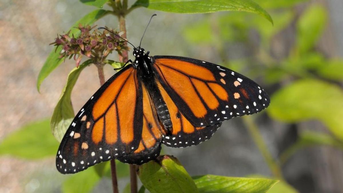 It’s monarch butterfly season again on the Mississippi Coast.