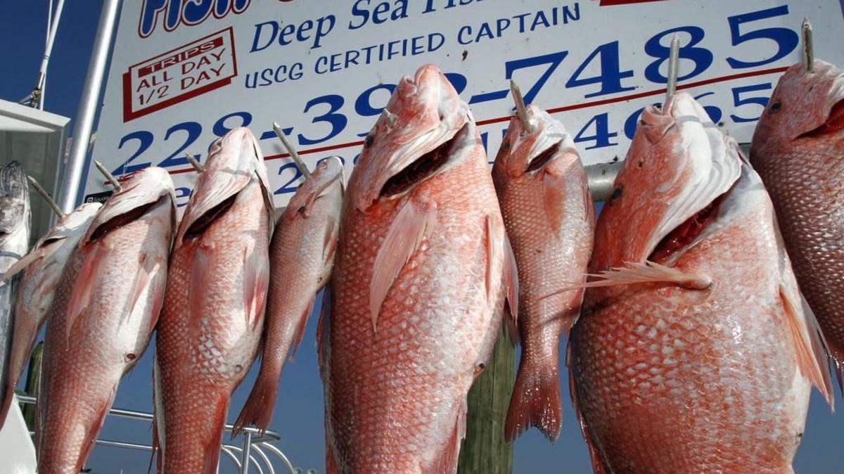 Red Snapper season opens in state and federal waters on May 25. An exempted fishing permit allows private fishermen and charter boat fishers to go out to 200 nautical miles from the Mississippi Coast. Charter boats and other for-hire boats can fish for them in federal waters starting June 1.