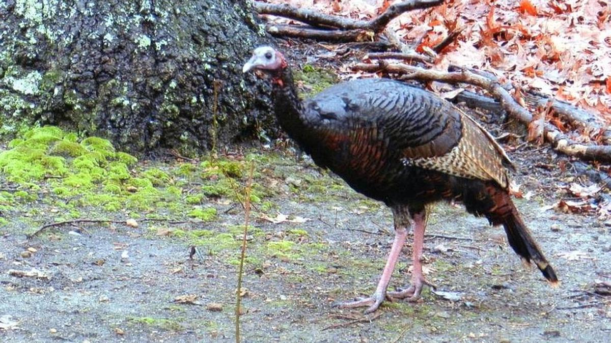 The Wild turkey population in Mississippi is declining.