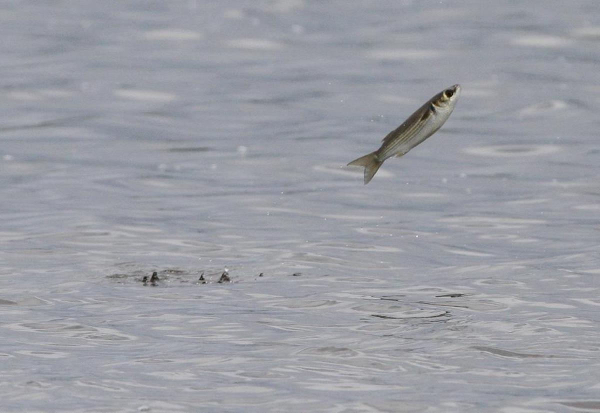 A mullet jumps out of the water on Lake Yazoo, also known as the Pascagoula inner harbor, on Monday, July 17, 2017.