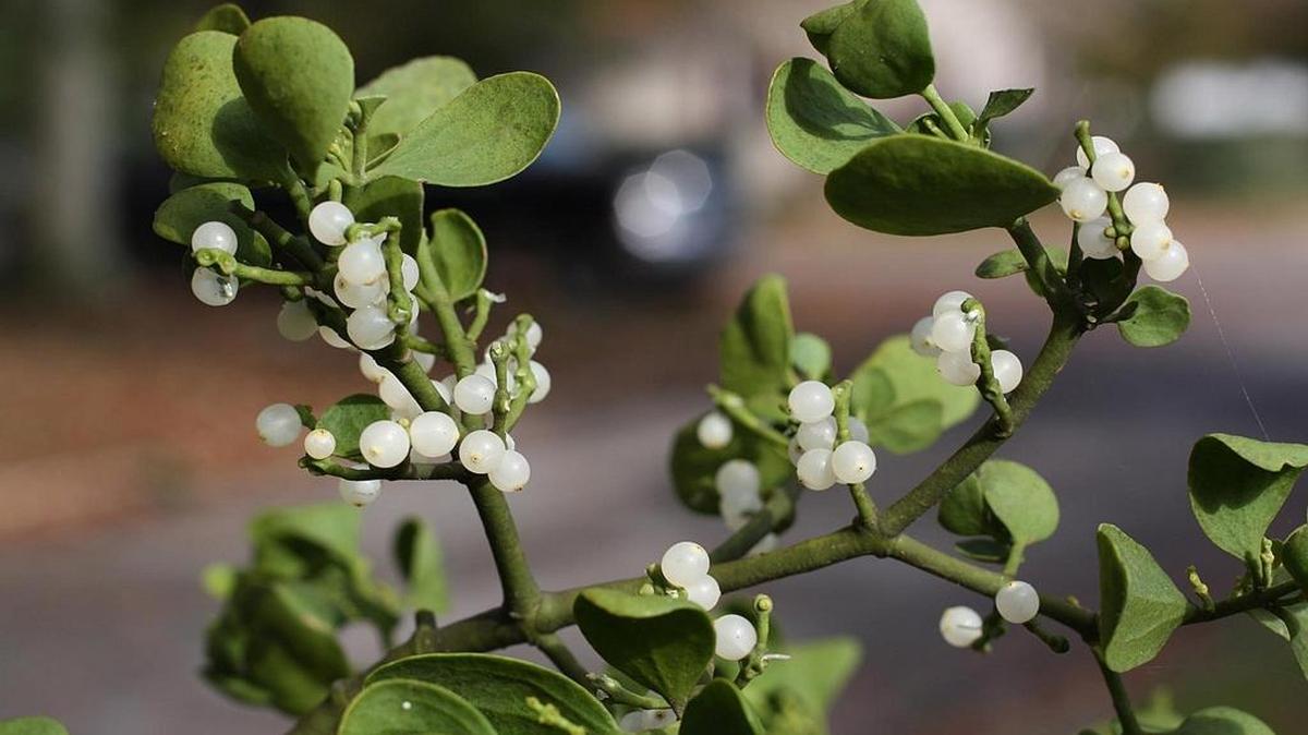 Mistletoe provides food and nesting sites for birds such as bluebirds and cedar waxwings.